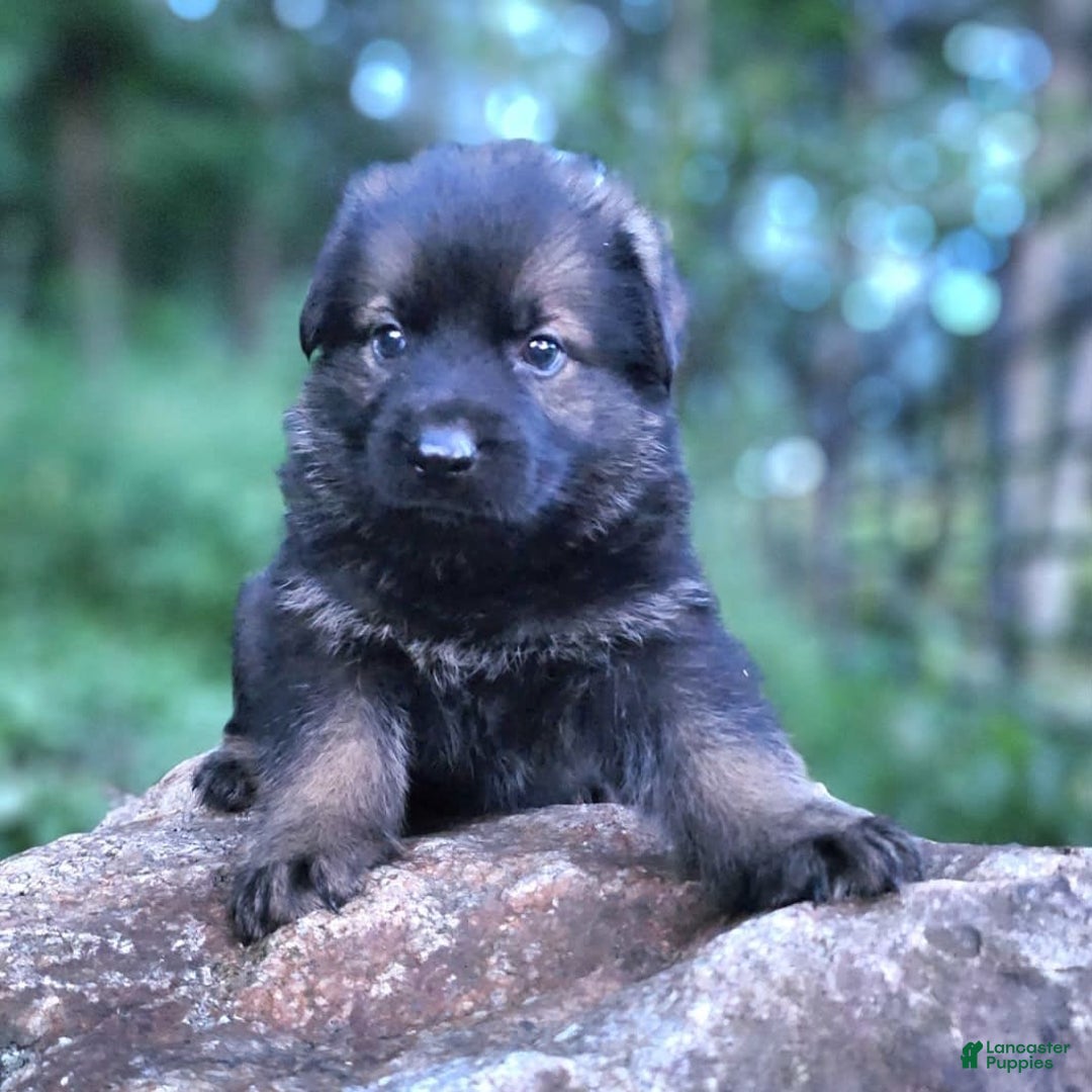 German Shepherd dogs for sale: Kora - Image 5