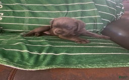 Cane Corso dogs for sale: Black - Image 2