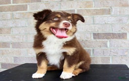 Australian Shepherd dogs for sale: Beauty - Image 4