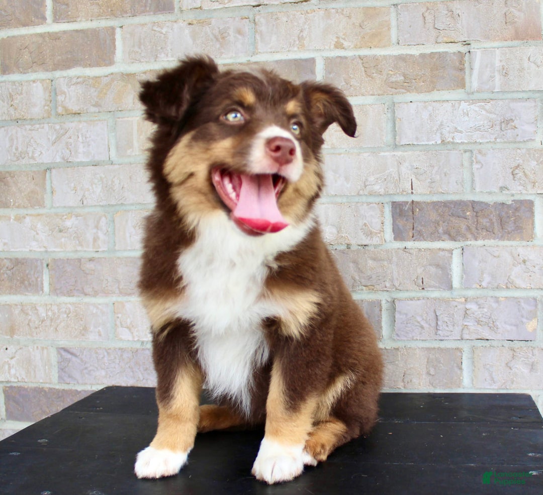Australian Shepherd dogs for sale: Beauty - Image 4