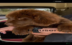 Newfoundland dogs for sale: Hauser - Image 3
