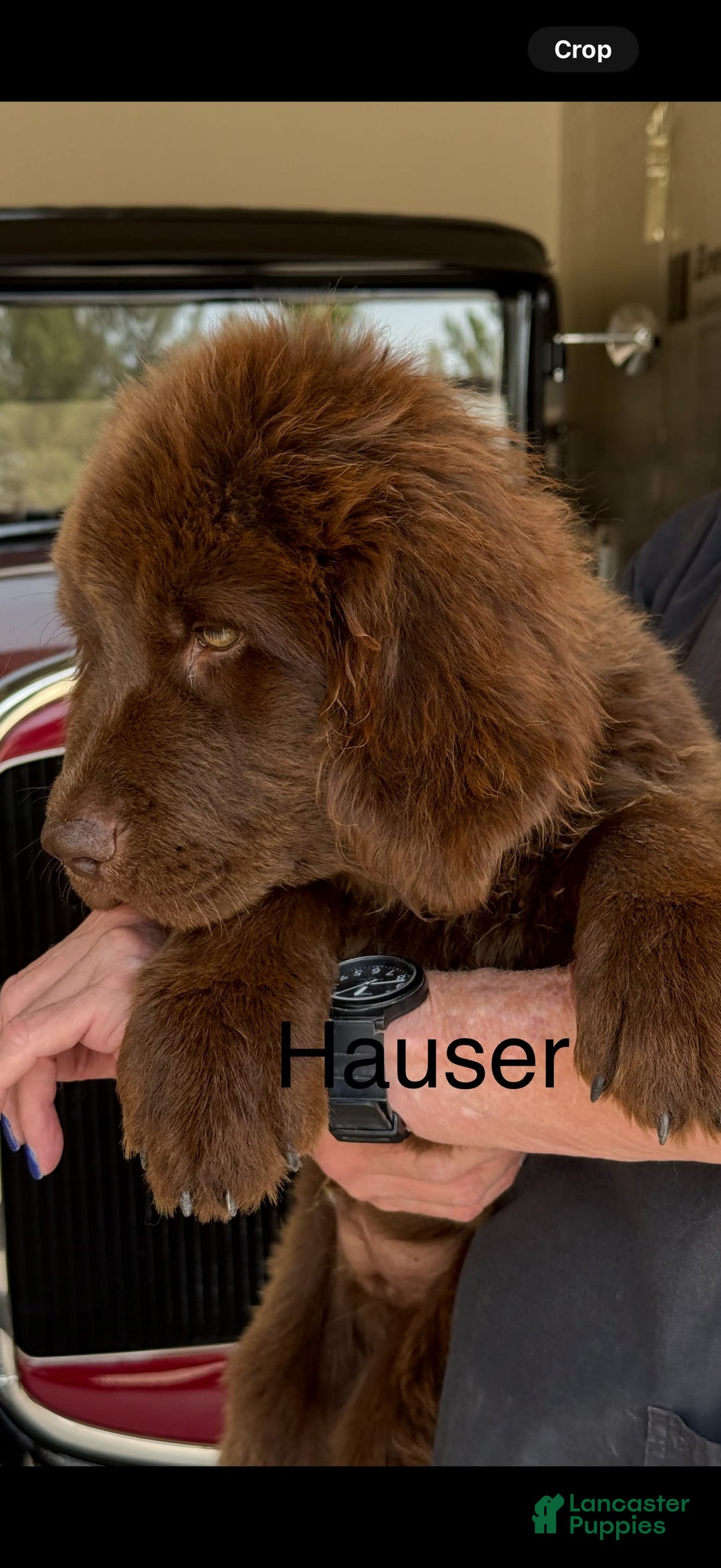 Newfoundland dogs for sale: Hauser - Image 3