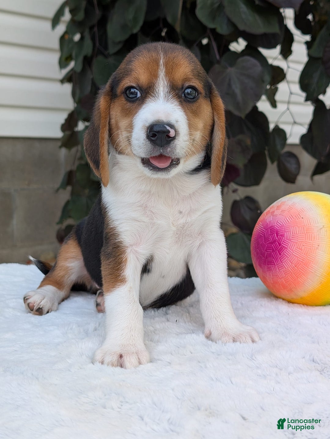 Beagle dogs for sale: Benji - Image 11
