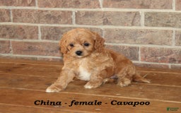 Cavapoo dogs for sale: China - Image 2
