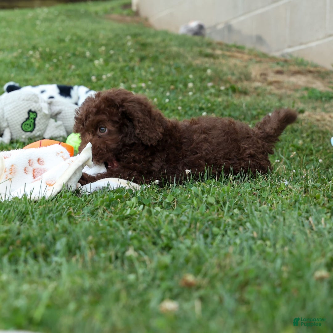 Cockapoo dogs for sale: Barb - Image 11
