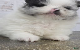 Pomeranian dogs for sale: Blue Eye - Blue Merle - Extreme Parti - Listing for pets: Blue Eye - Blue Merle - Extreme Parti - Image 10