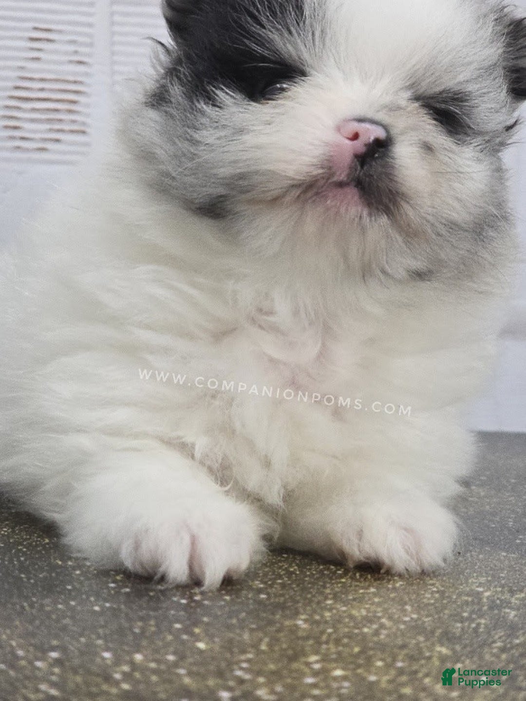 Pomeranian dogs for sale: Blue Eye - Blue Merle - Extreme Parti - Listing for pets: Blue Eye - Blue Merle - Extreme Parti - Image 10