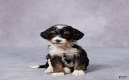 Mini Bernedoodle dogs for sale: Mini Bernedoodle 9 puppies - Image 1
