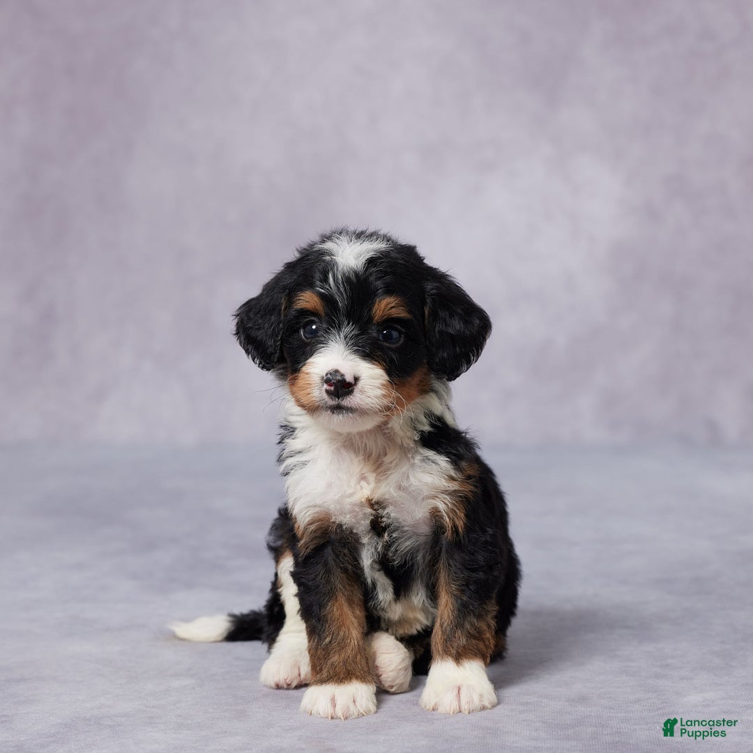 Mini Bernedoodle dogs for sale: Mini Bernedoodle 9 puppies - Image 1