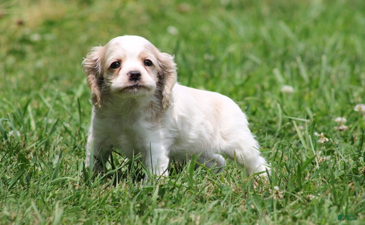 Cocker Spaniel dogs for sale - Ad 1