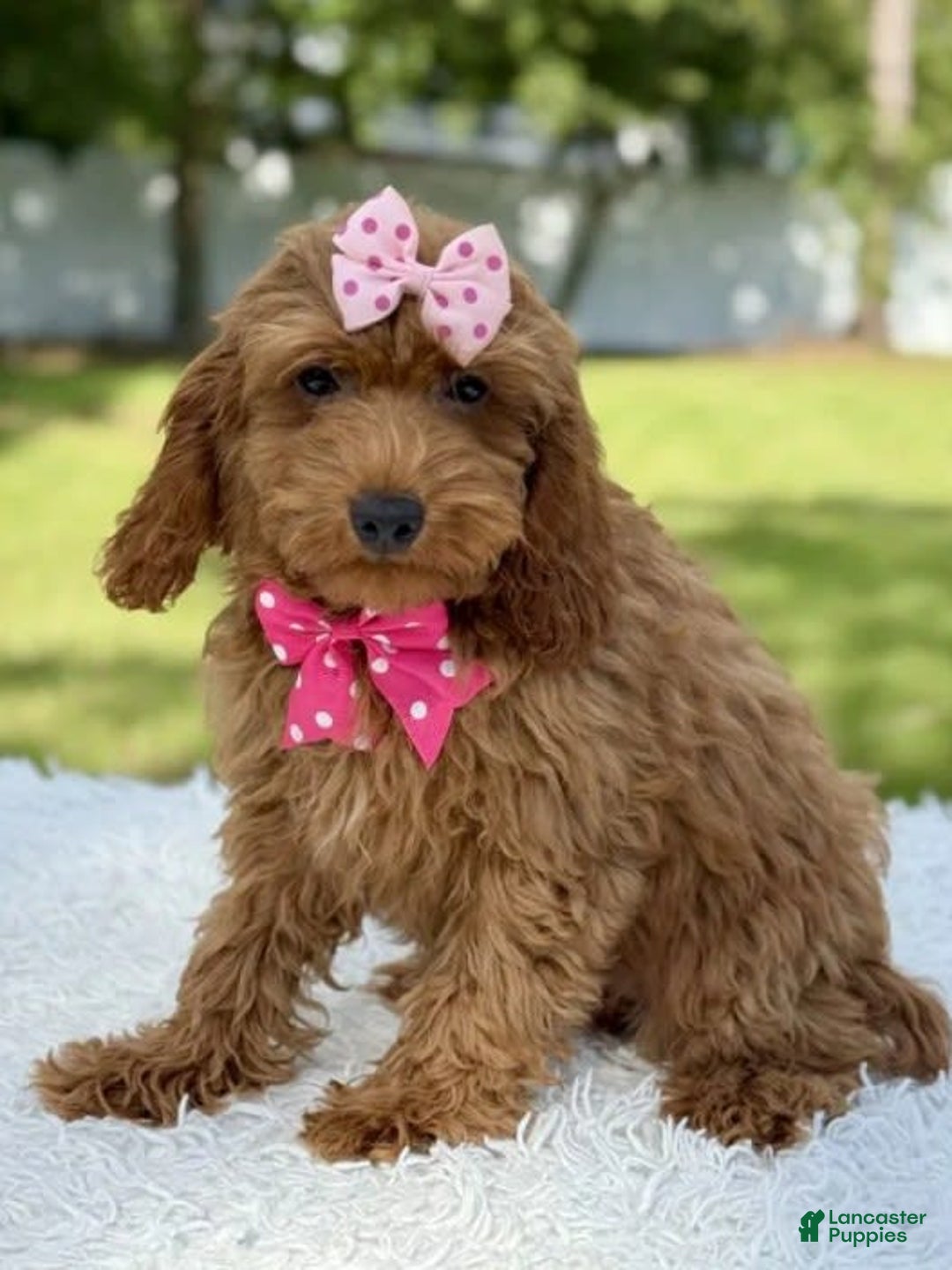 Mini Goldendoodle dogs for sale: Teresa - Image 3