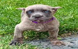 Cane Corso dogs for sale: Brynn - Image 2