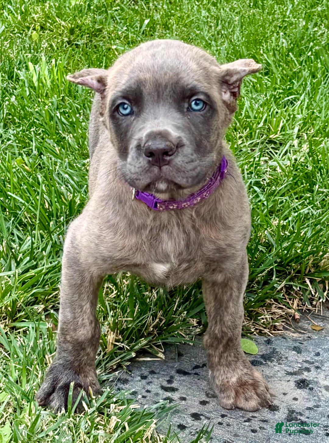 Cane Corso dogs for sale: Brynn - Image 2