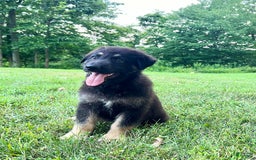 German Shepherd dogs for sale: Liberty - Image 16