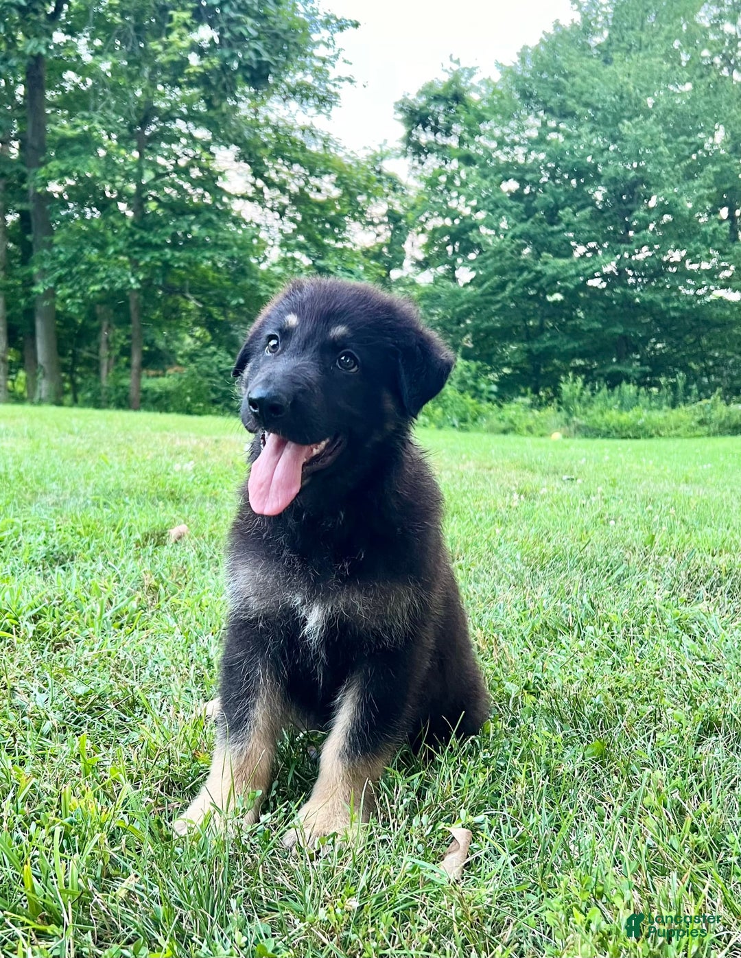 German Shepherd dogs for sale: Liberty - Image 16
