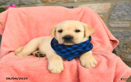 Labrador Retriever dogs for sale: Labrador Retriever 6 puppies - Image 28