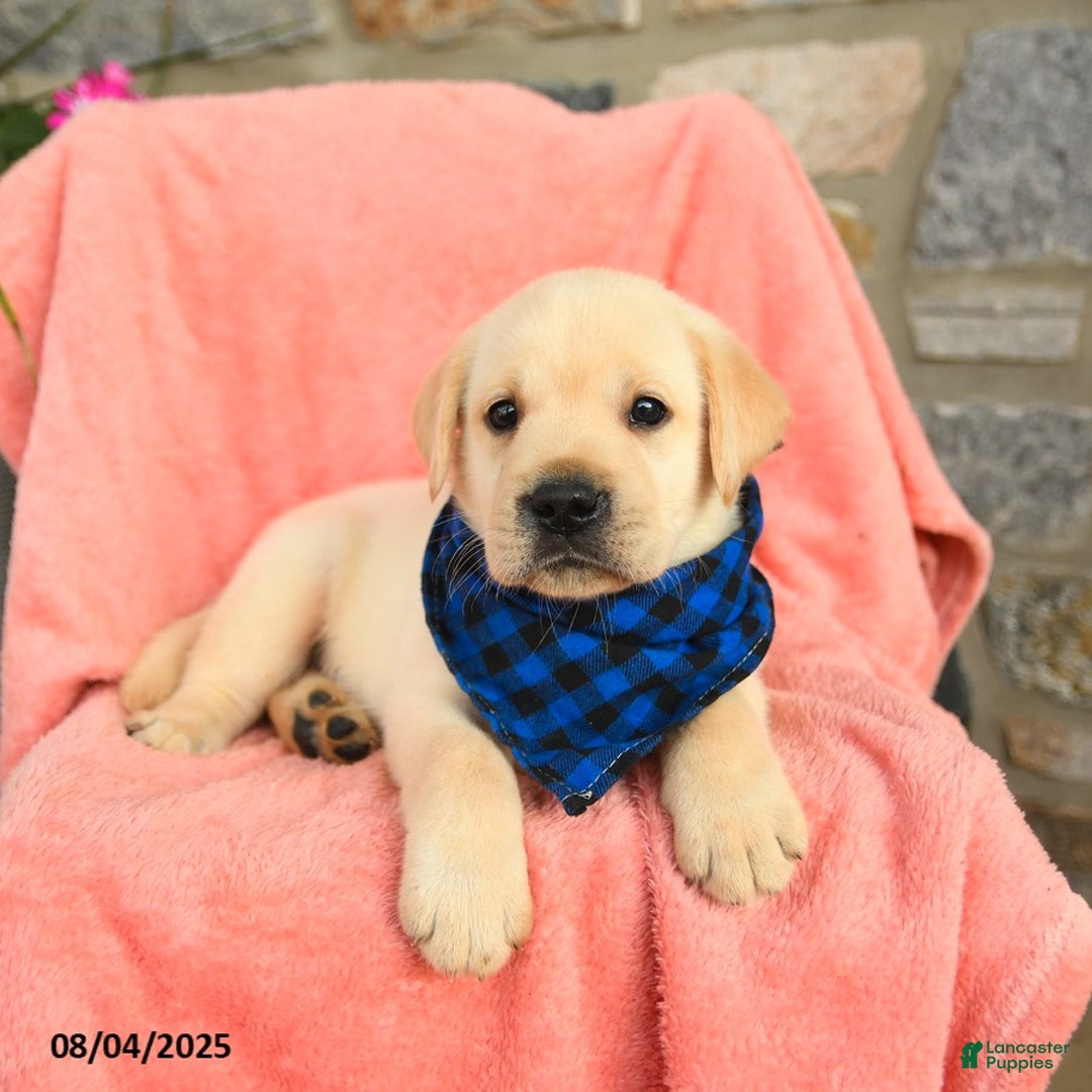 Labrador Retriever dogs for sale: Labrador Retriever 6 puppies - Image 28