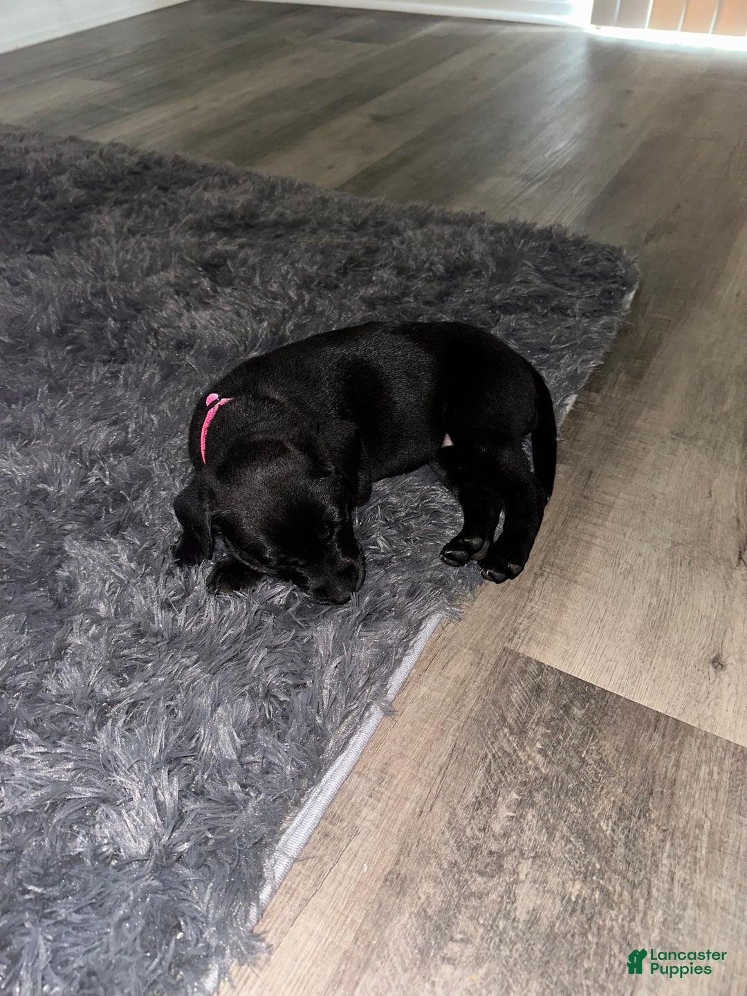 American Pit Bull Terrier dogs for sale: Nova - Image 12
