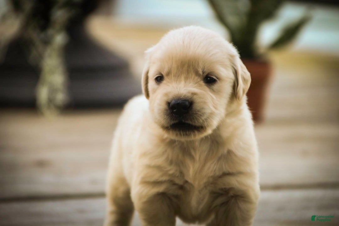 Golden Retriever dogs for sale: Tawny - Image 17