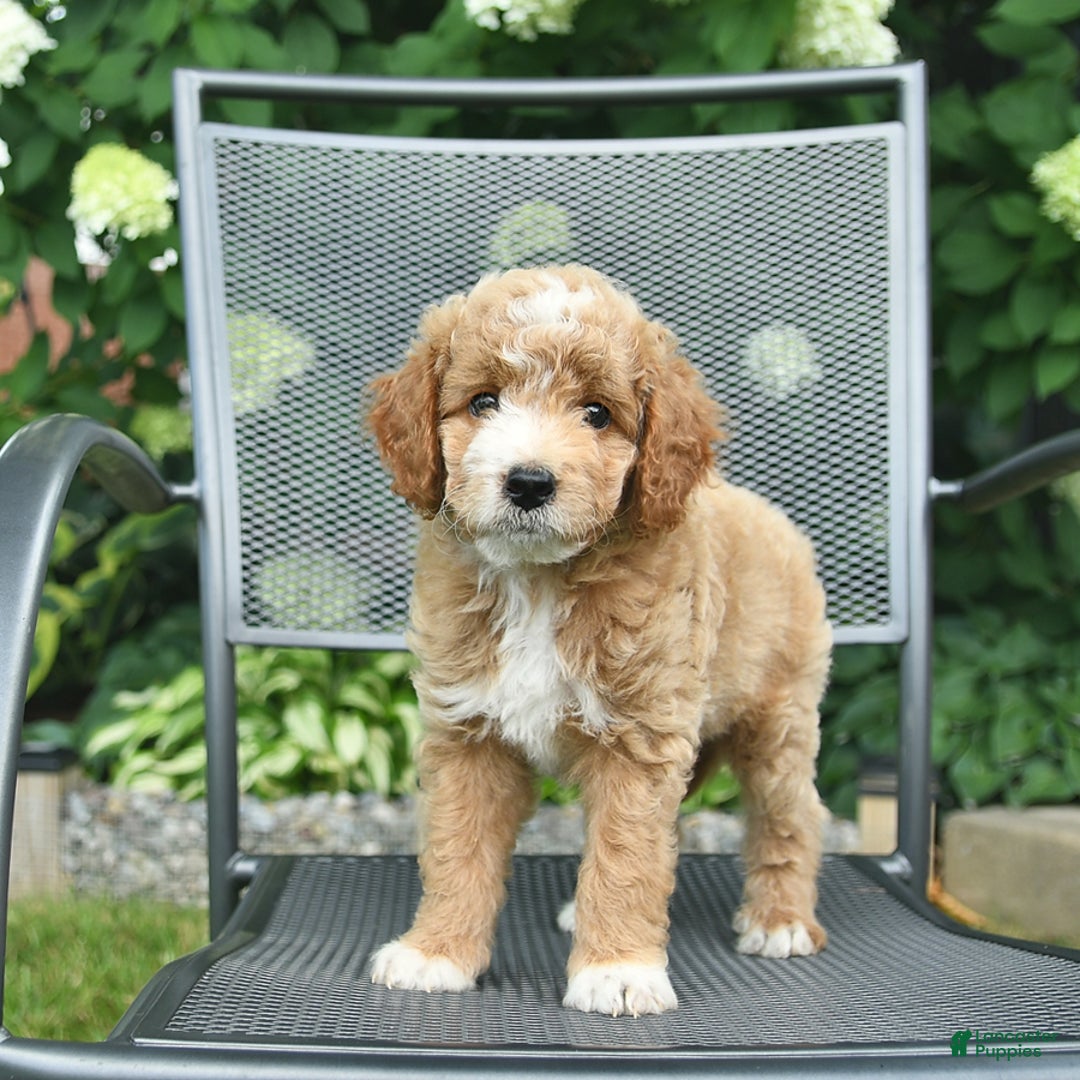 Mini Goldendoodle dogs for sale: Lincoln - Image 5