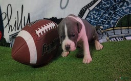 American Bully dogs for sale: Nova - Image 6