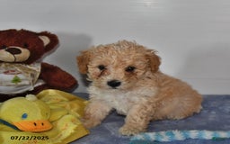 Bichpoo dogs for sale: Cowboy - Image 5