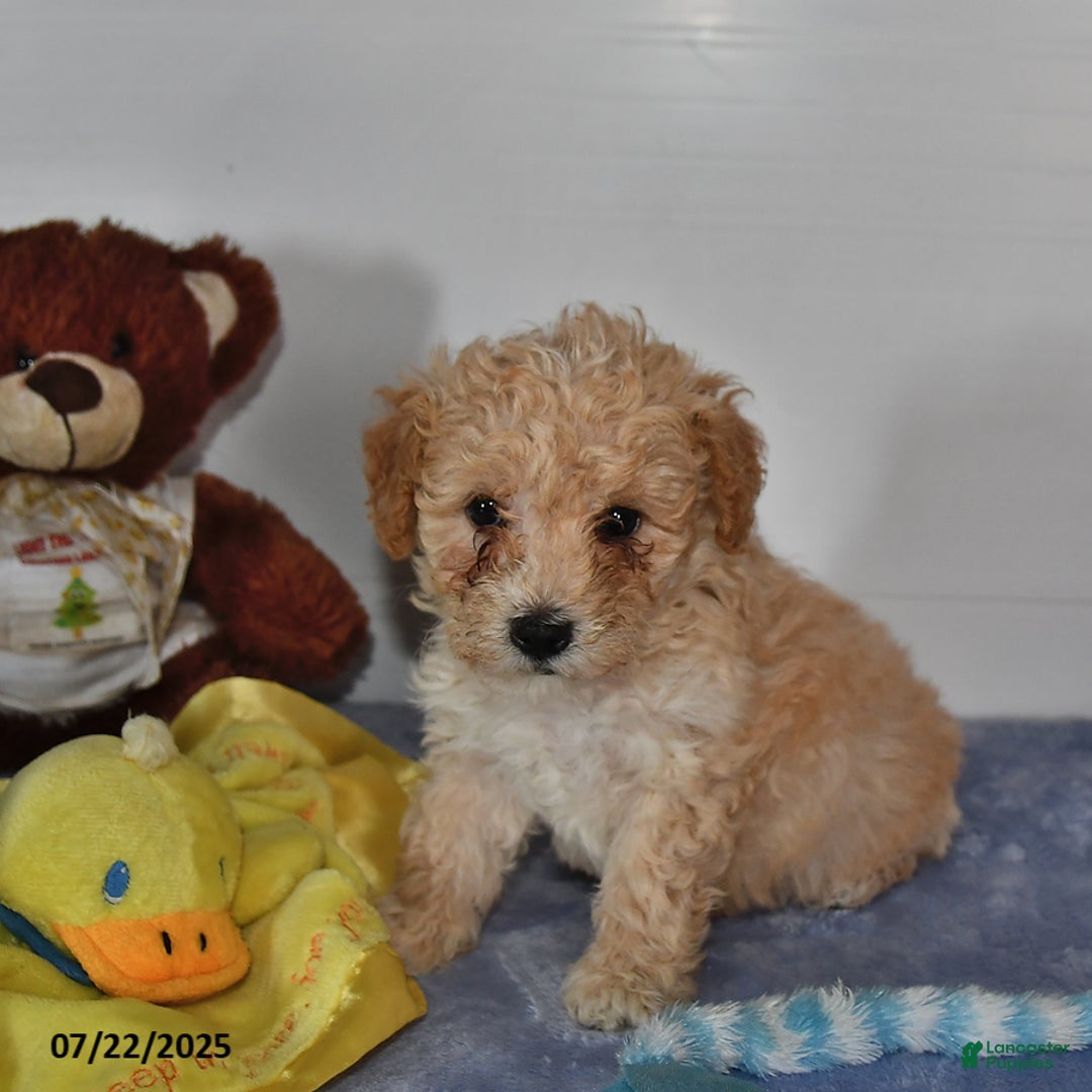 Bichpoo dogs for sale: Cowboy - Image 5