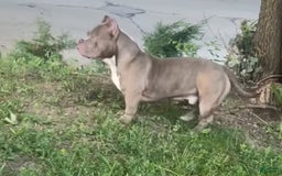 American Bully dogs for sale: Benji - Image 1