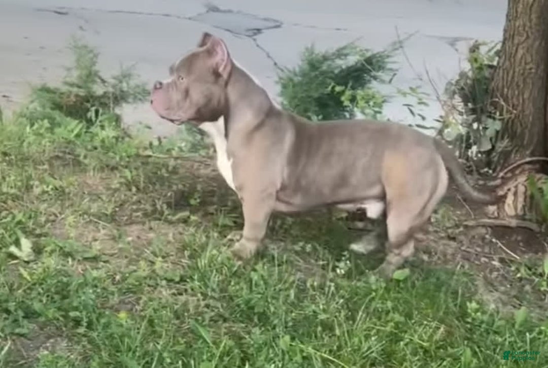American Bully dogs for sale: Benji - Image 1