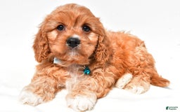 Cavapoo dogs for sale: Davy - Image 7
