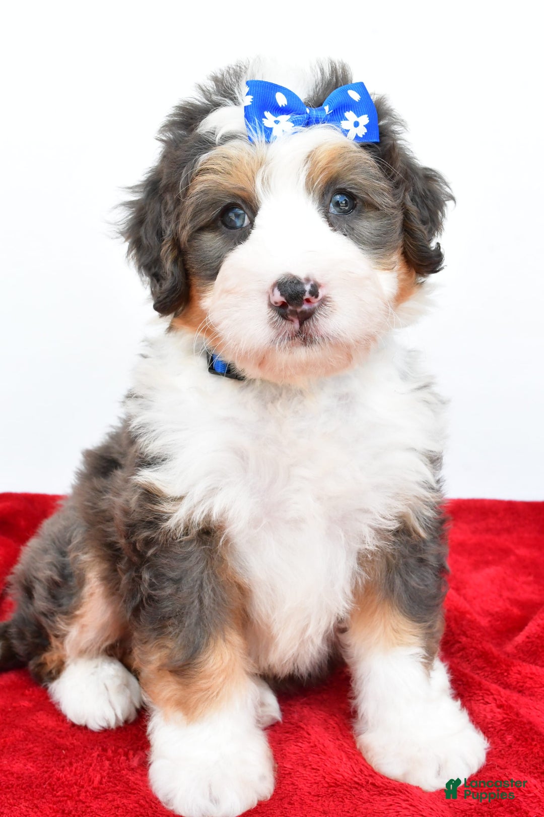 Mini Bernedoodle dogs for sale: Edgar - Image 4
