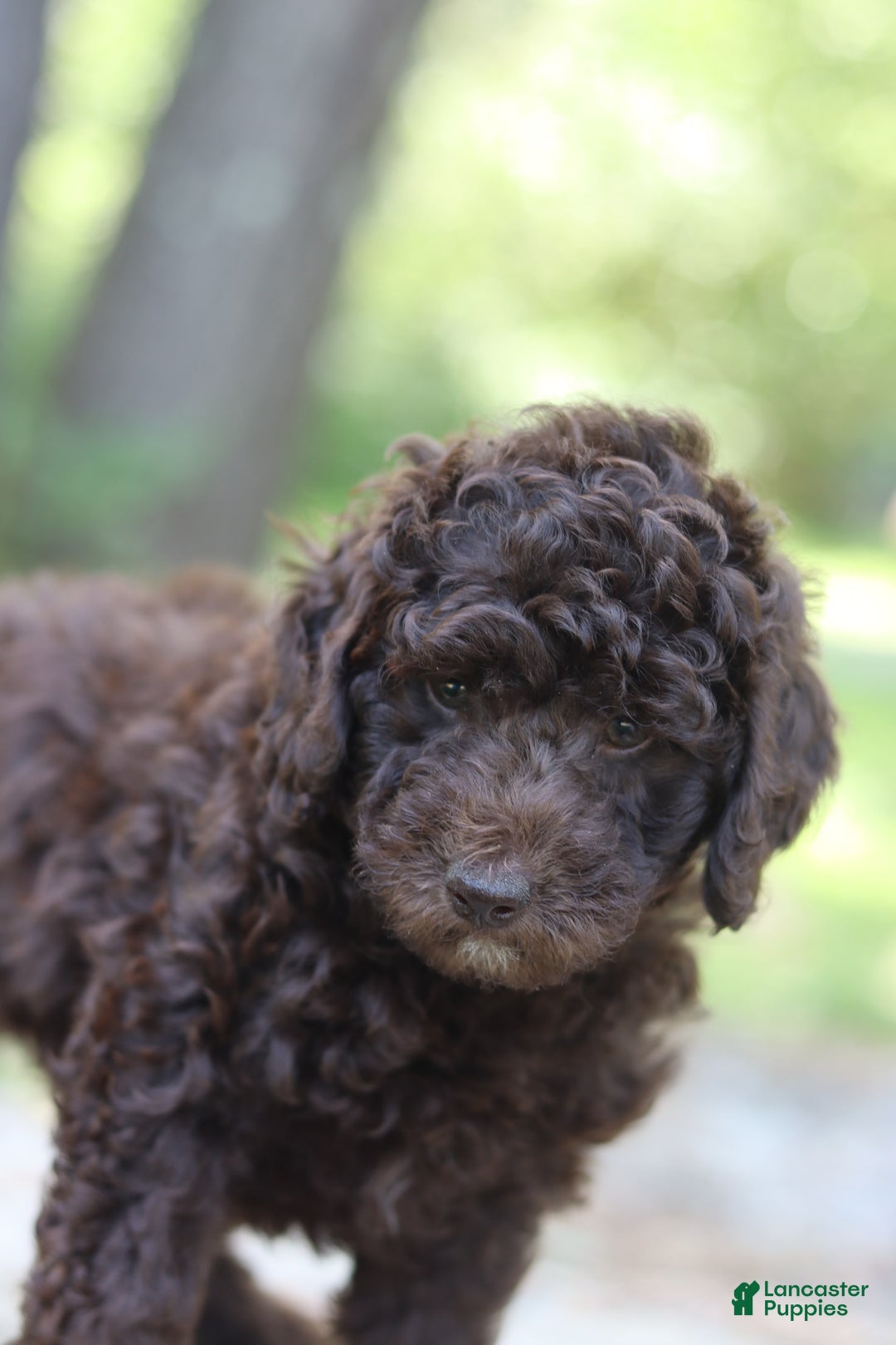 Miniature Poodle dogs for sale: Rocky - Image 1