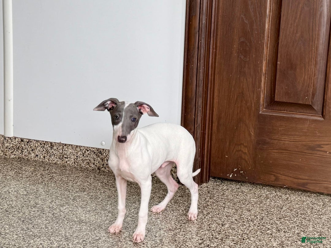 Italian Greyhound dogs for sale: Jace - Image 2