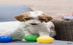 Standard Poodle dogs for sale: Pudding - Image 2