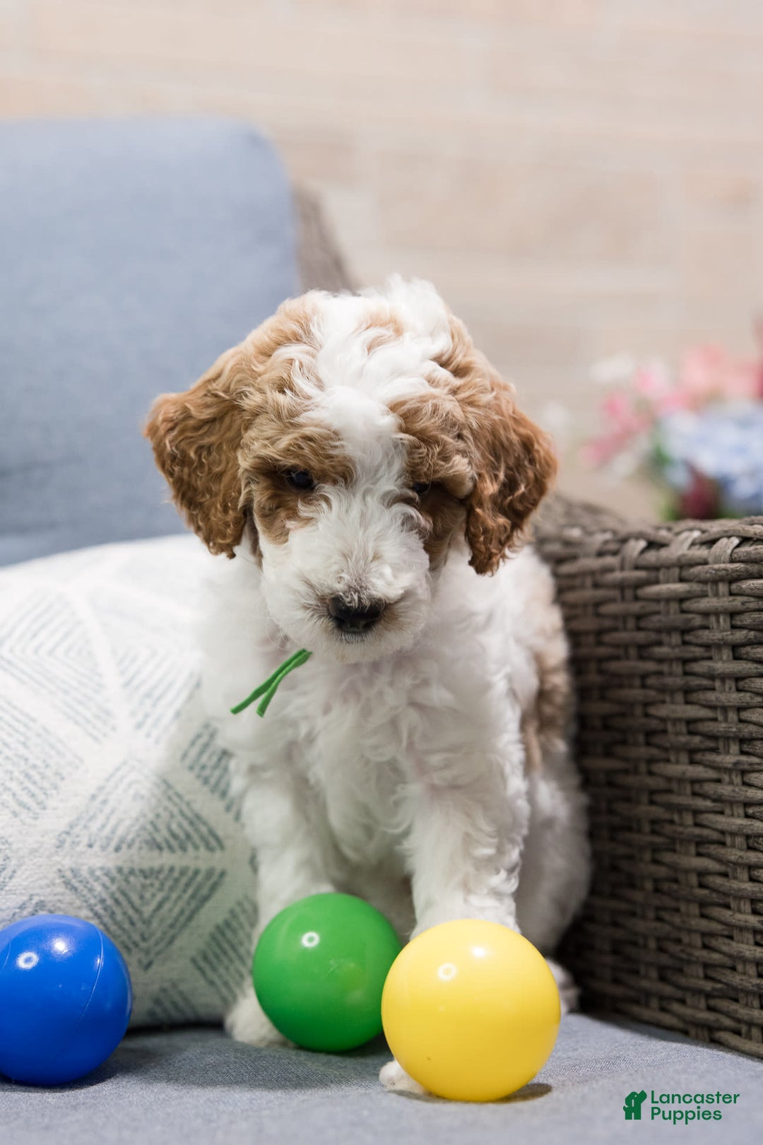 Standard Poodle dogs for sale: Pudding - Image 2