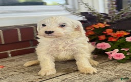 Mini Bernedoodle dogs for sale: Star - Image 15