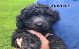 Bichpoo dogs for sale: Spencer - Image 5