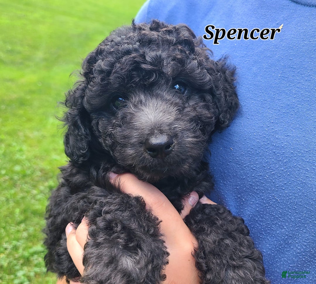 Bichpoo dogs for sale: Spencer - Image 5