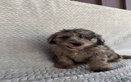 Mini Aussiedoodle dogs for sale: Hazel - Image 3