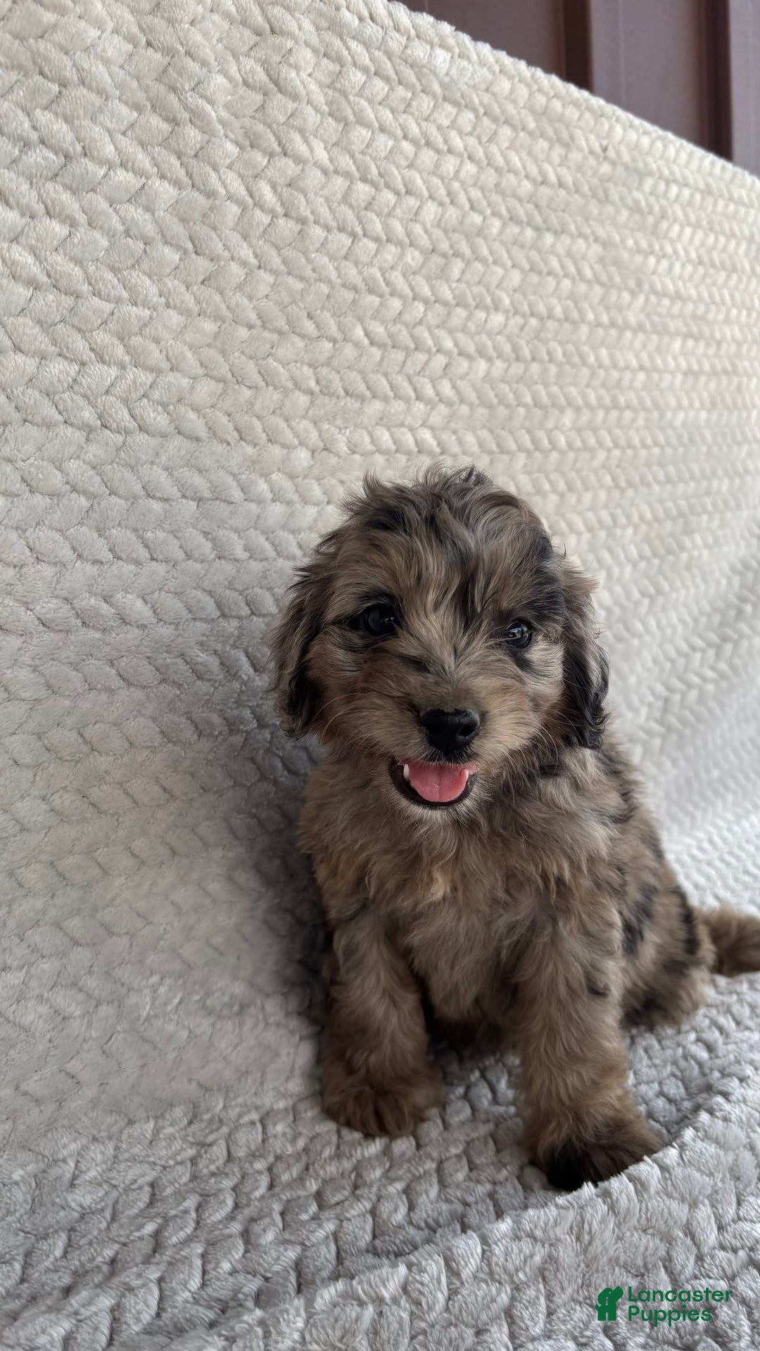 Mini Aussiedoodle dogs for sale: Hazel - Image 3
