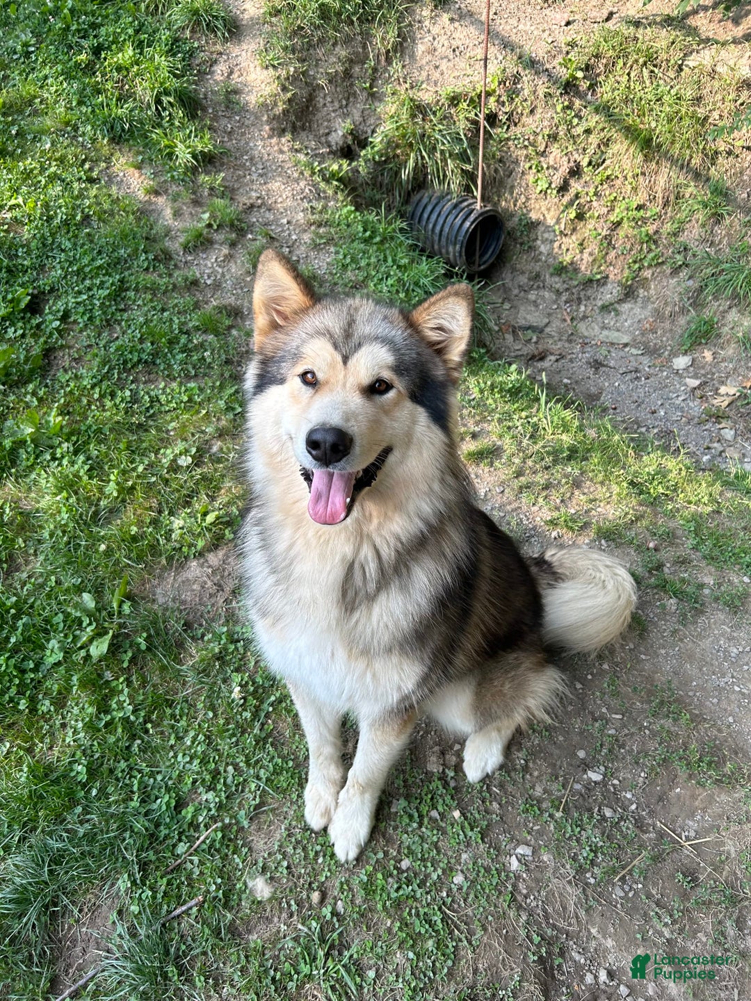 Alaskan Malamute dogs for sale: Maxine Puppies - Image 8