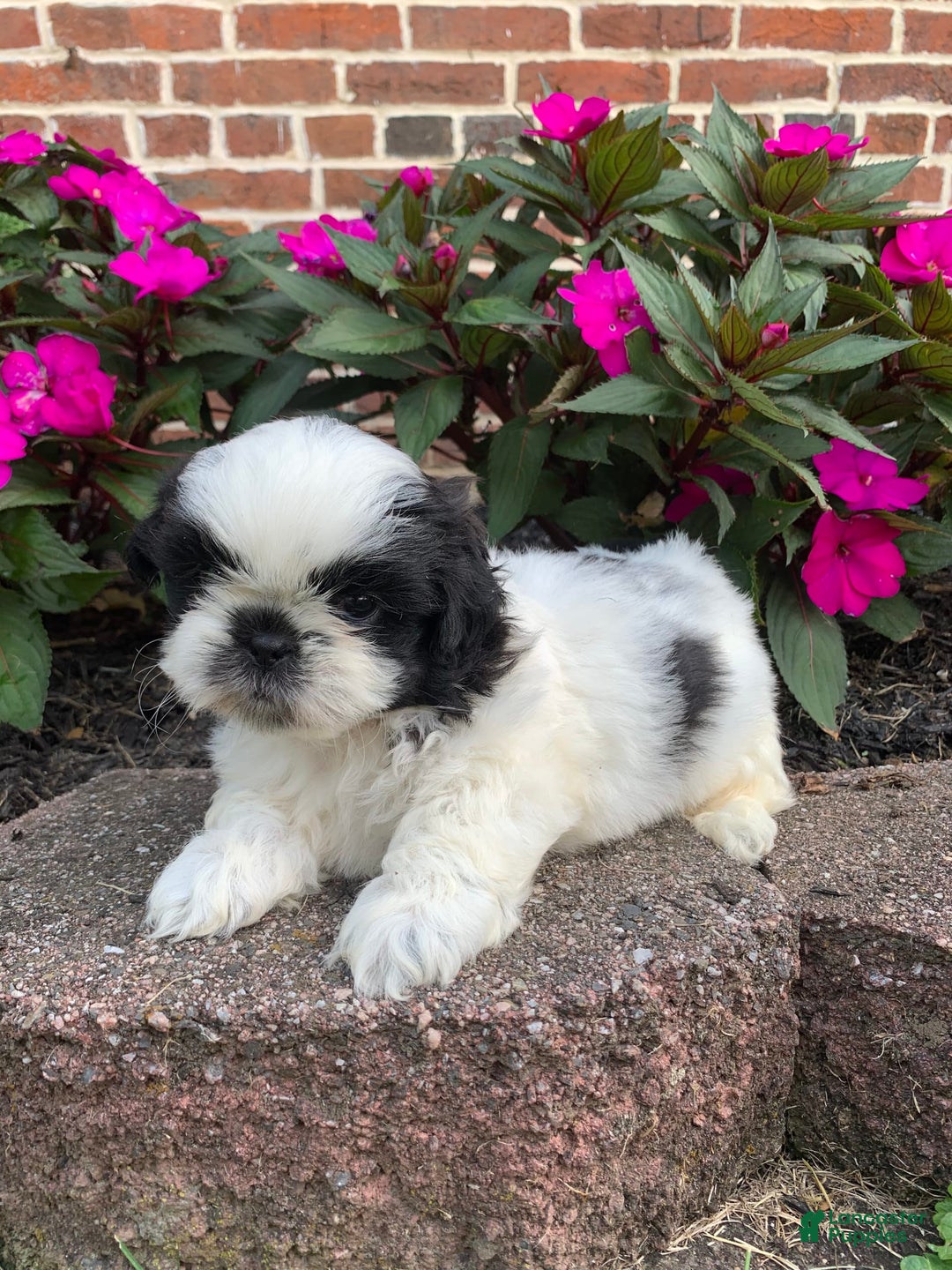 Shih Tzu dogs for sale: Ollie - Image 5