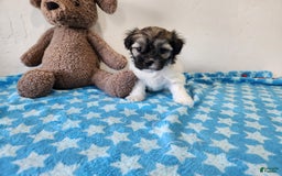 Havanese dogs for sale: Irvin - Image 6