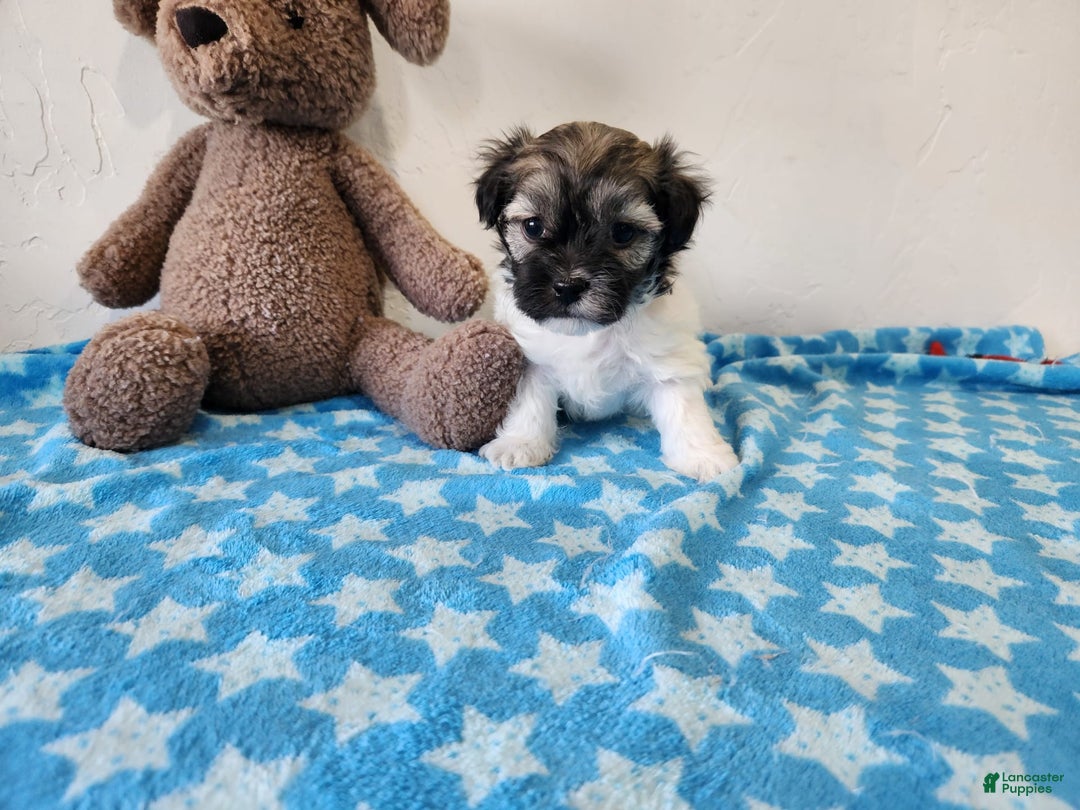 Havanese dogs for sale: Irvin - Image 6