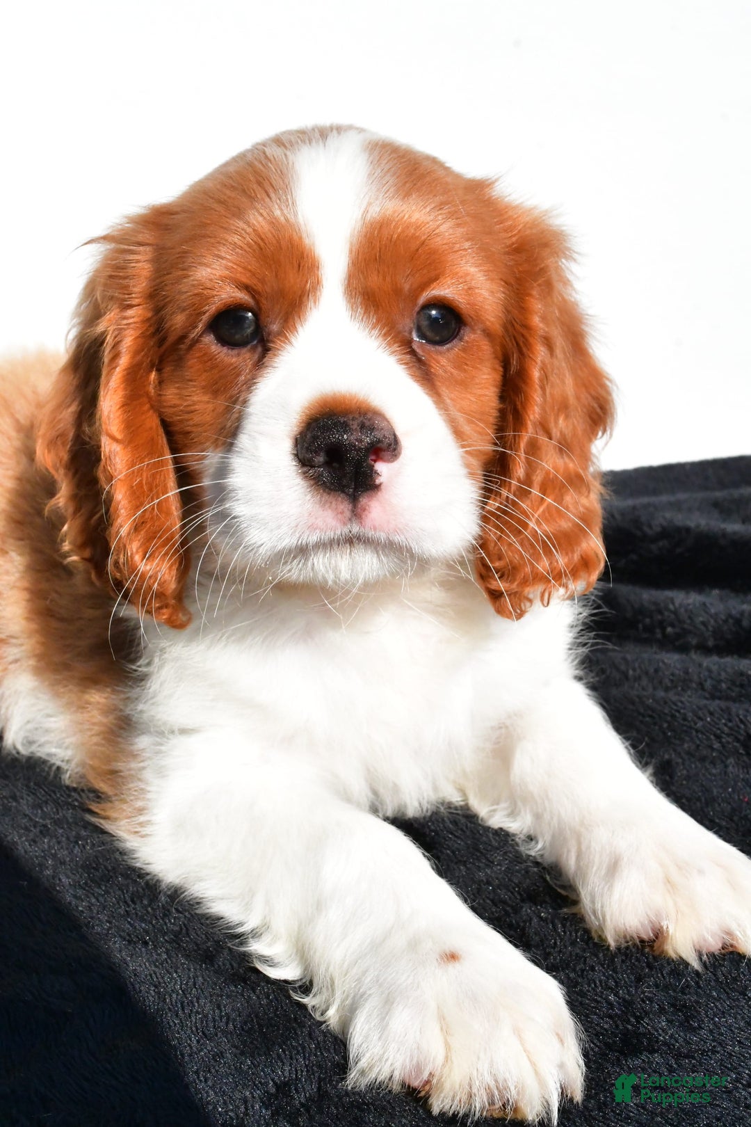 Cavapoo dogs for sale: Jasper - Image 4