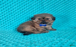 Shih Tzu dogs for sale: Cooper - Image 7
