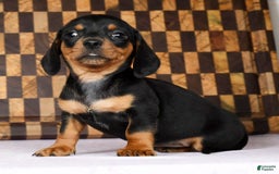 Miniature Dachshund dogs for sale: Arrow - Image 8