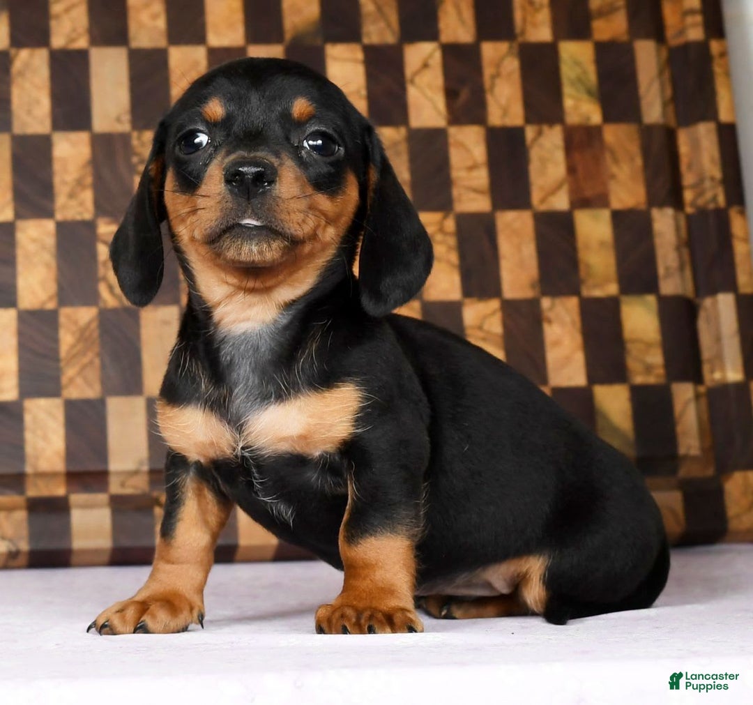 Miniature Dachshund dogs for sale: Arrow - Image 8