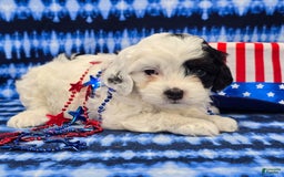 Cavapoo dogs for sale: Wren - Image 6