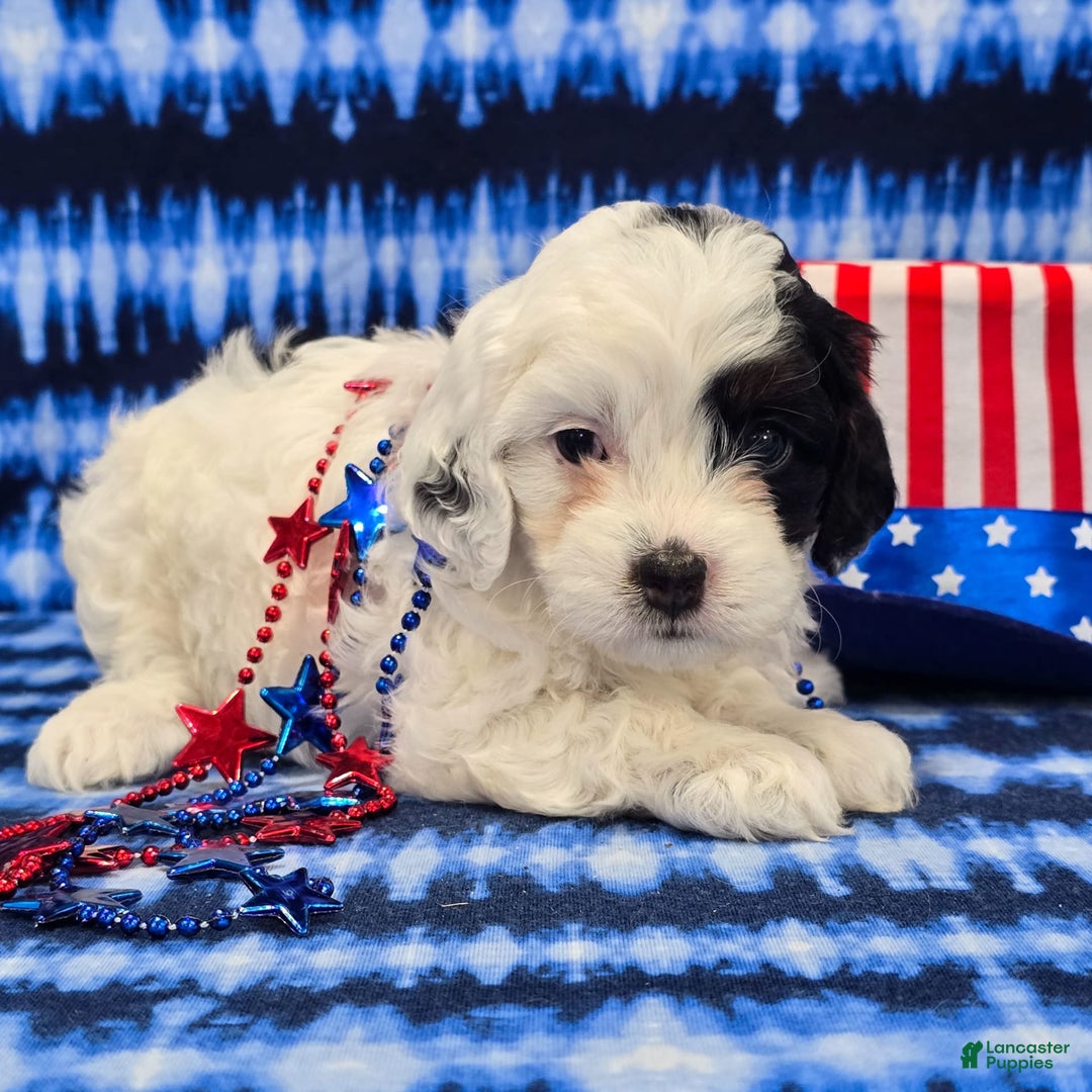 Cavapoo dogs for sale: Wren - Image 6